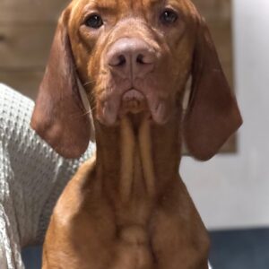 Geeft een hond 3 heerlijke kauwsnacks